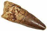 Fossil Spinosaurus Tooth - Real Dinosaur Tooth #357425-1